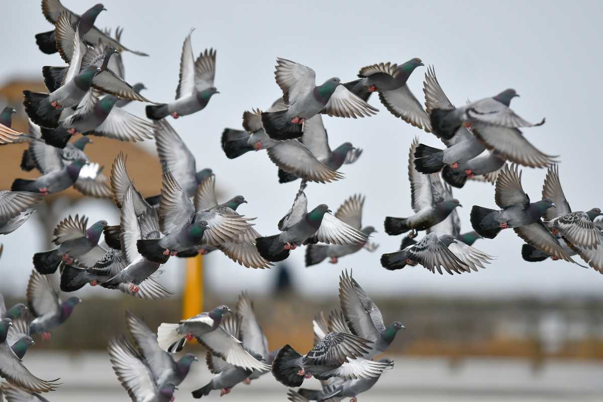 Pigeons in NYC